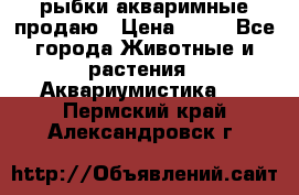 рыбки акваримные продаю › Цена ­ 30 - Все города Животные и растения » Аквариумистика   . Пермский край,Александровск г.